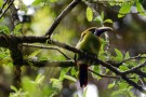 Emerald Toucanet, Monteverde